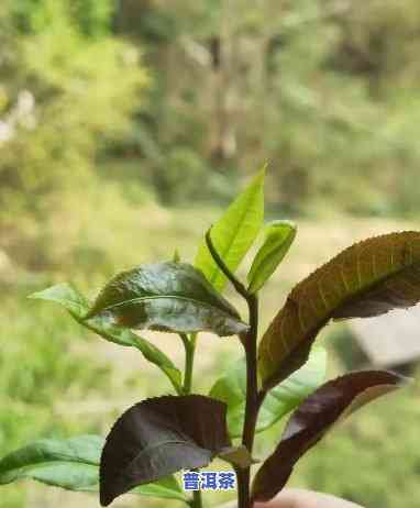 紫色普洱茶有什么特点，探索紫色普洱茶的特别魅力：特点解析