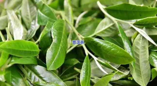 老班章属于红茶还是绿茶，揭秘茶叶种类：老班章是红茶还是绿茶？