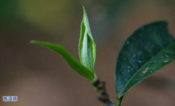 普洱茶芽尖和叶区别，详解：普洱茶芽尖与叶子的区别