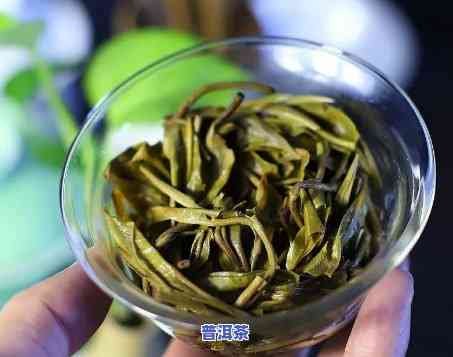 怎样泡老班章普洱茶更好喝：冲泡方法全解析