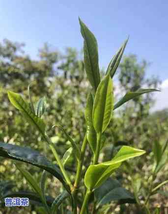 老班章古树茶春茶价：2020年最新价格一览