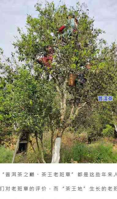 老班章茶王地，探秘老班章茶王地：品味顶级普洱的魅力