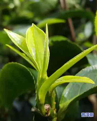 南宁古树普洱茶哪家好喝些，探秘南宁：哪家店的古树普洱茶更好喝？