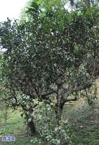 曼松普洱茶的产地：探索神秘的云南省古茶园