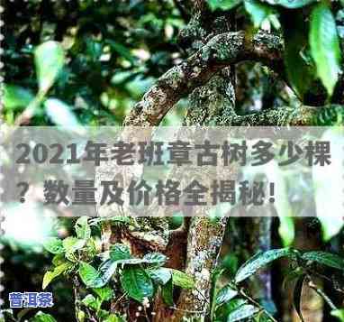 2021年老班章茶王价格多少？看图熟悉最新行情