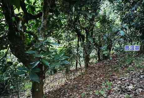 勐宋普洱茶怎么保存好喝一点，怎样正保证存勐宋普洱茶，让它更美味？