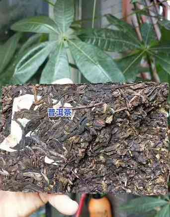 98年的老班章茶砖-1998老班章砖茶