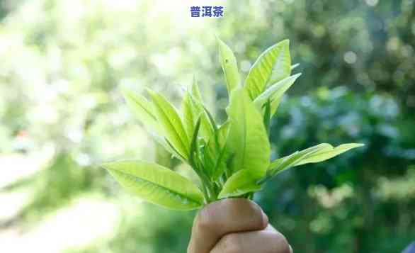 老班章甜茶与苦茶，品味老班章：探索甜茶与苦茶的魅力