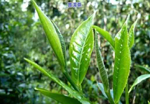 探索曼岗普洱茶的特别口感：你不可错过的云南特色茶叶