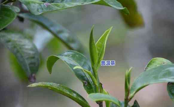 老班章山头茶的做法-班章山头茶的特点