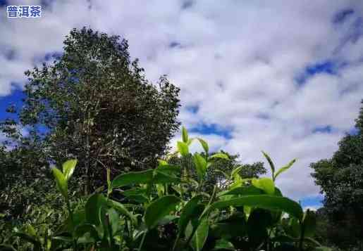 曼岗普洱茶的口感是什么样子的，探索曼岗普洱茶的特别口感：一次味蕾的冒险之旅