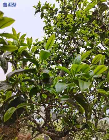 普洱茶哪里有茶气味好喝-普洱茶哪里有茶气味好喝的