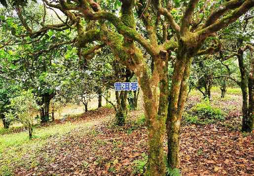 版纳布朗山老班章村-西双版纳勐海县布朗山老班章村19号