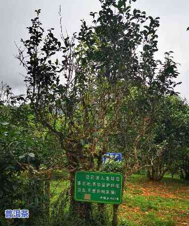 版纳布朗山老班章村-西双版纳勐海县布朗山老班章村19号