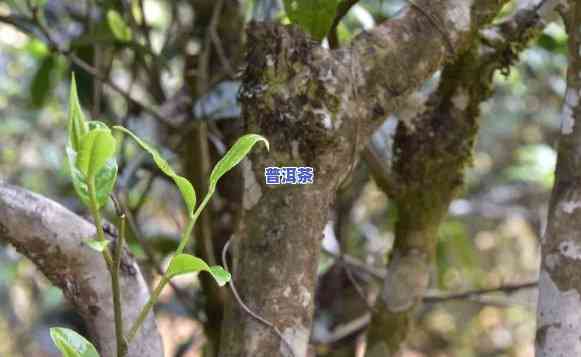 犀牛塘普洱茶熟特点简介-犀牛塘普洱茶在哪里