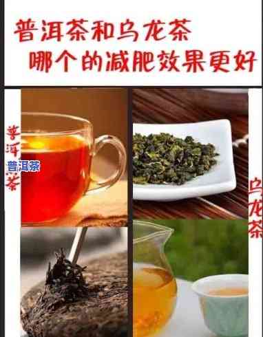 减肥喝普洱还是乌龙茶？哪个效果更好？