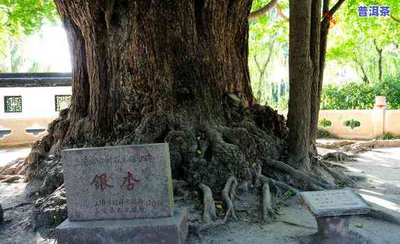 上海古树0001：探寻城市历史的绿色见证