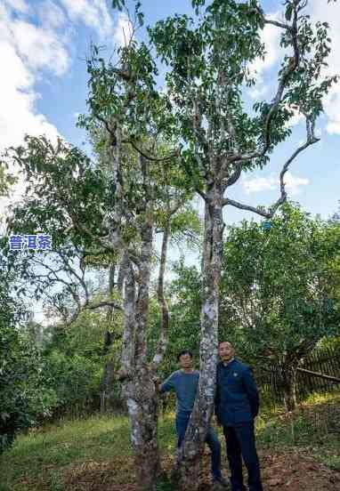 老班章茶王树主人杨永平：68万出售名茶，传承百年制茶技艺