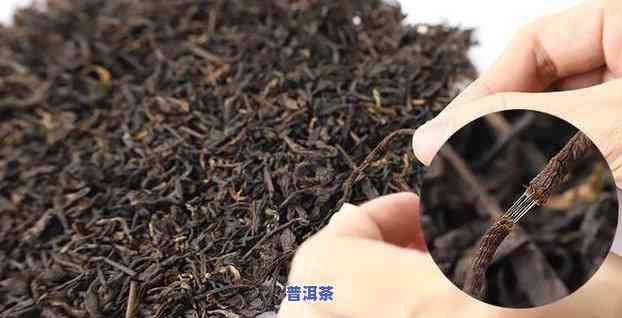 普洱茶与六堡茶区别在哪儿，探索普洱茶与六堡茶的不同之处