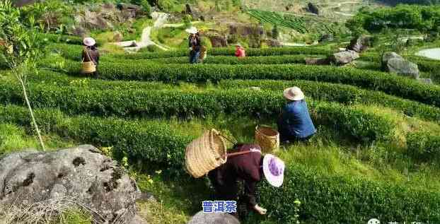 老班章采摘时间：掌握关键采摘权与采茶期