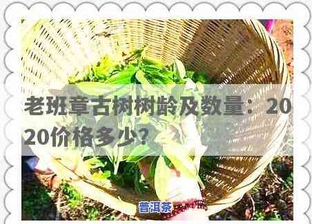 老班章古树多少年树龄？价格如何？2020最新数据