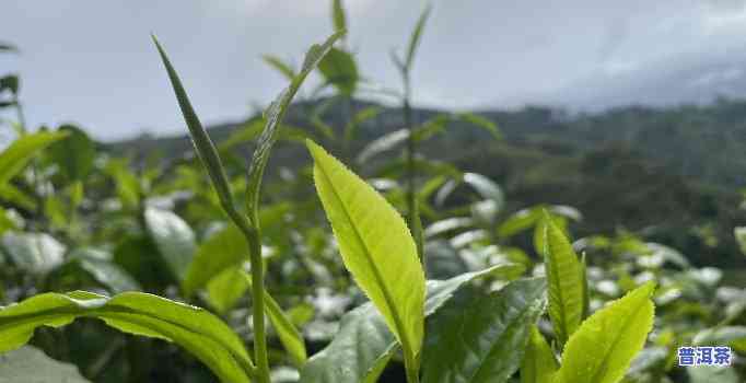 团山村普洱茶是台地茶吗-团山村普洱茶是台地茶吗还是台州