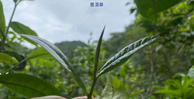 团山村普洱茶是台地茶吗-团山村普洱茶是台地茶吗还是台州