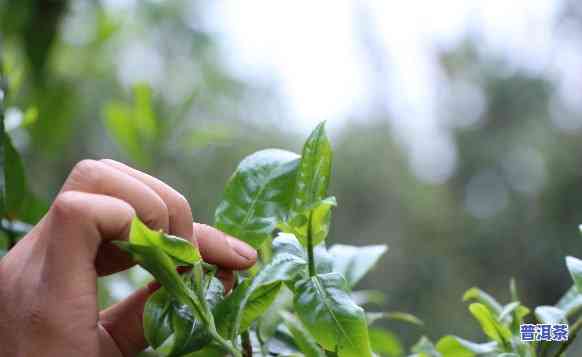 普洱茶新采摘的怎样烤制的，新手必看：怎样正确烤制普洱茶新采摘的鲜叶？