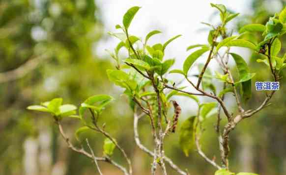 老班章茶林图片大全-老班章茶树图片