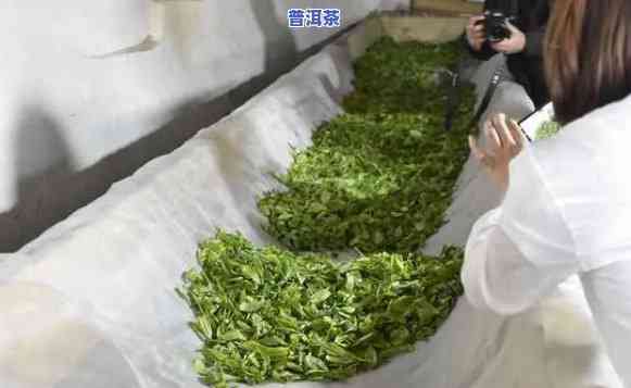 普洱茶浸出率的实验原理-普洱茶浸出率的实验原理是什么