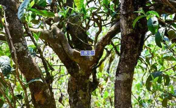 青杆普洱茶，品味古韵：探索青杆普洱茶的魅力