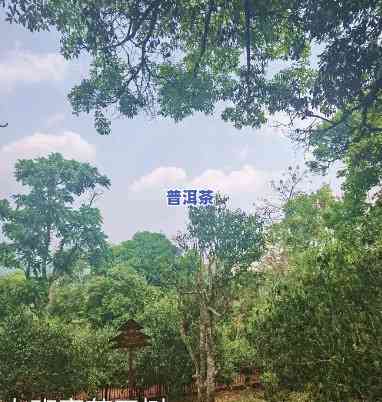 老班章景区：探索神秘的普洱茶故乡