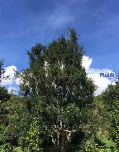 普洱茶前世：揭秘其茶山名称与历史渊源