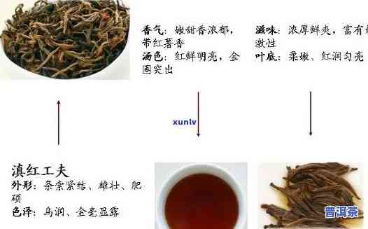 什么红茶属于高香普洱茶？探讨其种类与特点