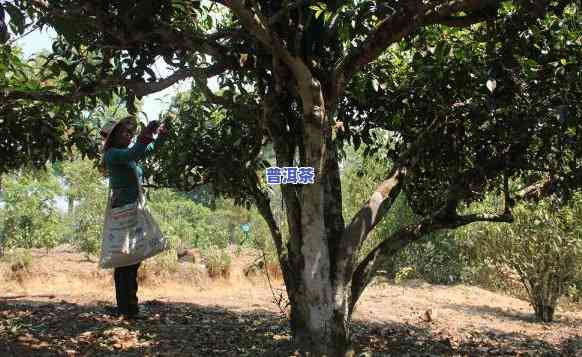 汕尾古树普洱茶场地址及联系电话