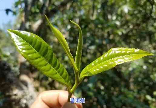 佛山古树普洱茶哪家好喝一点，寻找好喝的佛山古树普洱茶？这里有你想要的答案！