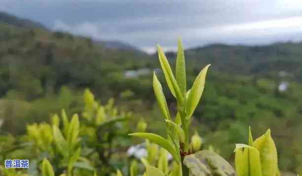 普洱茶金芽：现在购买值得吗？能否饮用？