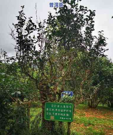 老班章村面积多大，探秘老班章村：揭秘这个普洱茶圣地的神秘面积