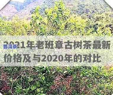 2021年老班章古树茶最新价格：历年对比与趋势分析