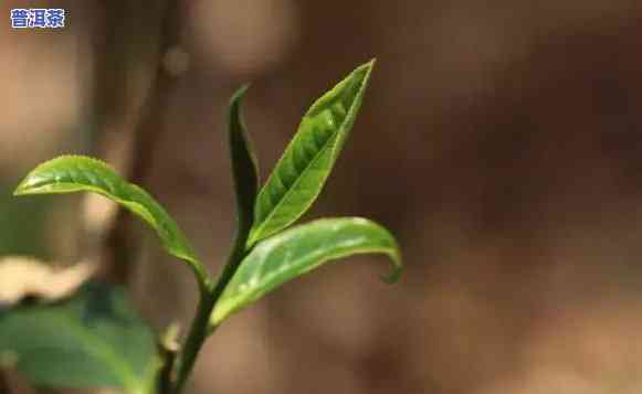 普洱茶知名度极高：探究其广为人知的起因