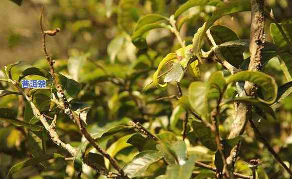 探索勐海普洱茶的特别口感特性