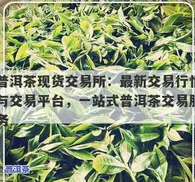 普洱现货交易平台：官方推荐，安全可靠，一网打尽各大平台信息