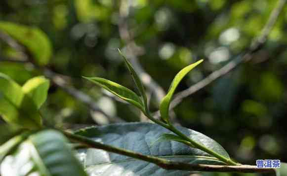 普洱茶最贵茶叶排名之一-普洱茶最贵茶叶排名之一名