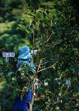 布朗山布朗族乡老班章茶农协会，【热点】布朗山布朗族乡老班章茶农协会成立