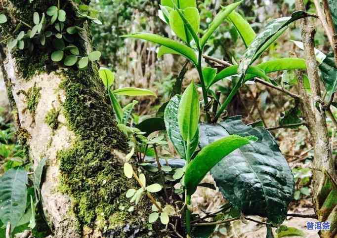 普洱茶饼怎样去味儿香甜-普洱茶饼怎样去味儿香甜的