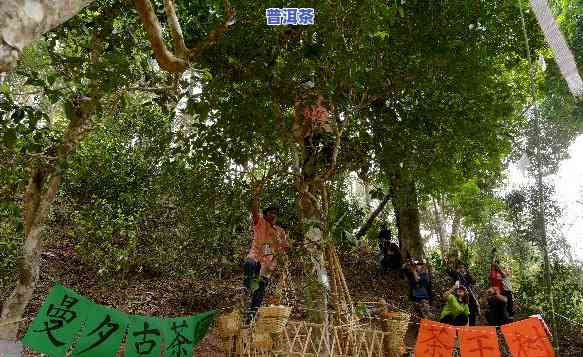 昔归普洱茶制茶人王支良-昔归茶王树