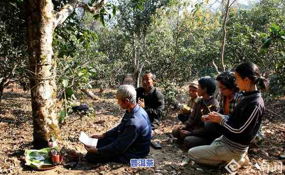 布朗山布朗族乡老班章茶农协会：守护古树茶香，传承千年文化