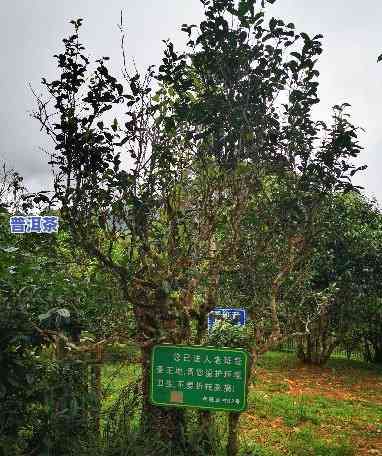 布朗山布朗族乡老班章茶农协会：守护古树茶香，传承千年文化