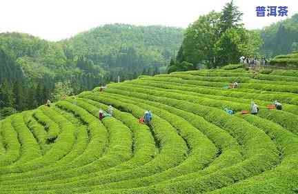 云南文山顶普洱茶特点，探秘云南文山：揭秘顶普洱茶的特别特点