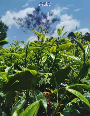 普洱哪里的茶，探寻普洱茶之源：揭秘哪里的普洱茶更好喝？